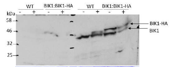 western blot using anti-BIK1 antibodies